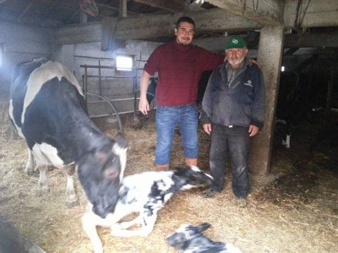 Bu inek sahibini zengin etti