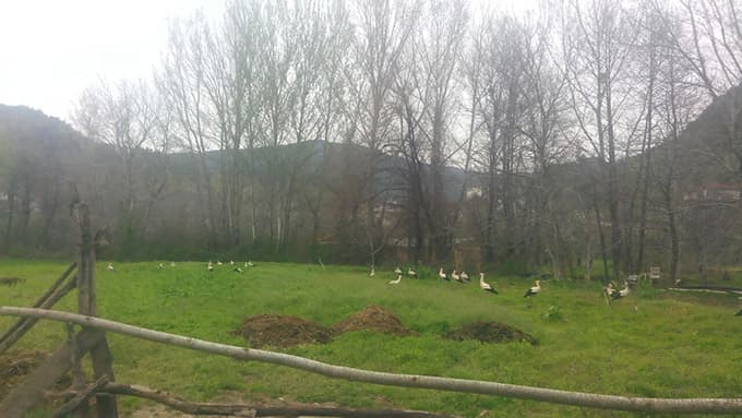 Baharın habercisi leylekler, Taraklı'ya gelmeye başladı