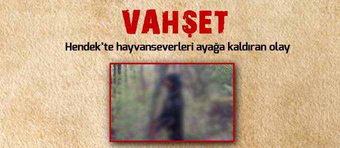 Hendek'te vahşet!