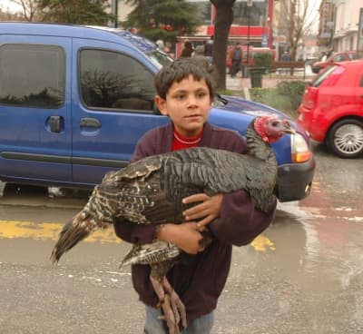Hindileri Kucakta Taşıdılar
