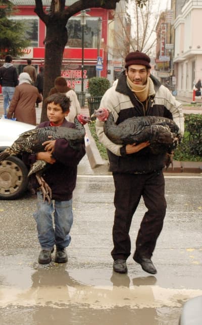 Hindileri Kucakta Taşıdılar