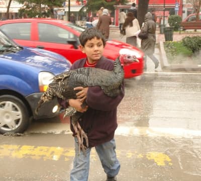 Hindileri Kucakta Taşıdılar