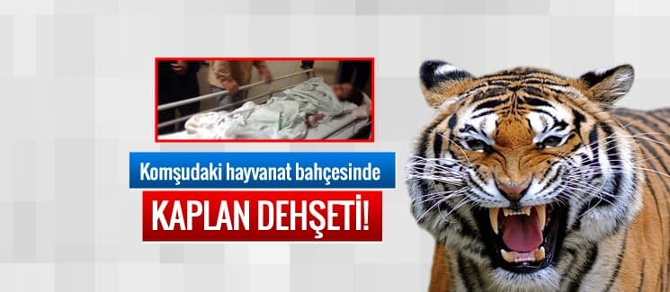 Komşudaki hayvanat bahçesinde kaplan dehşeti