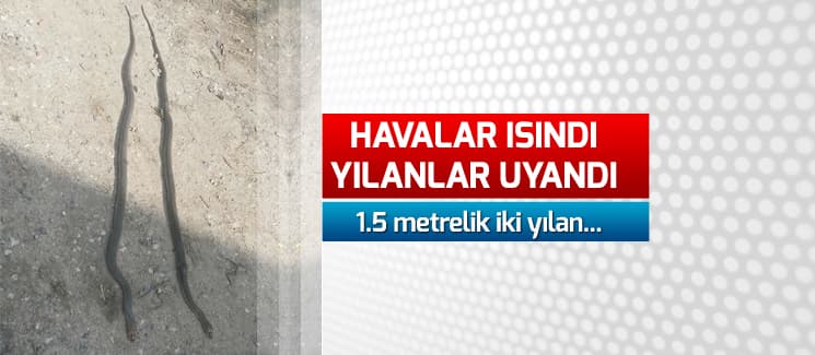 Havalar ısındı, yılanlar uyandı