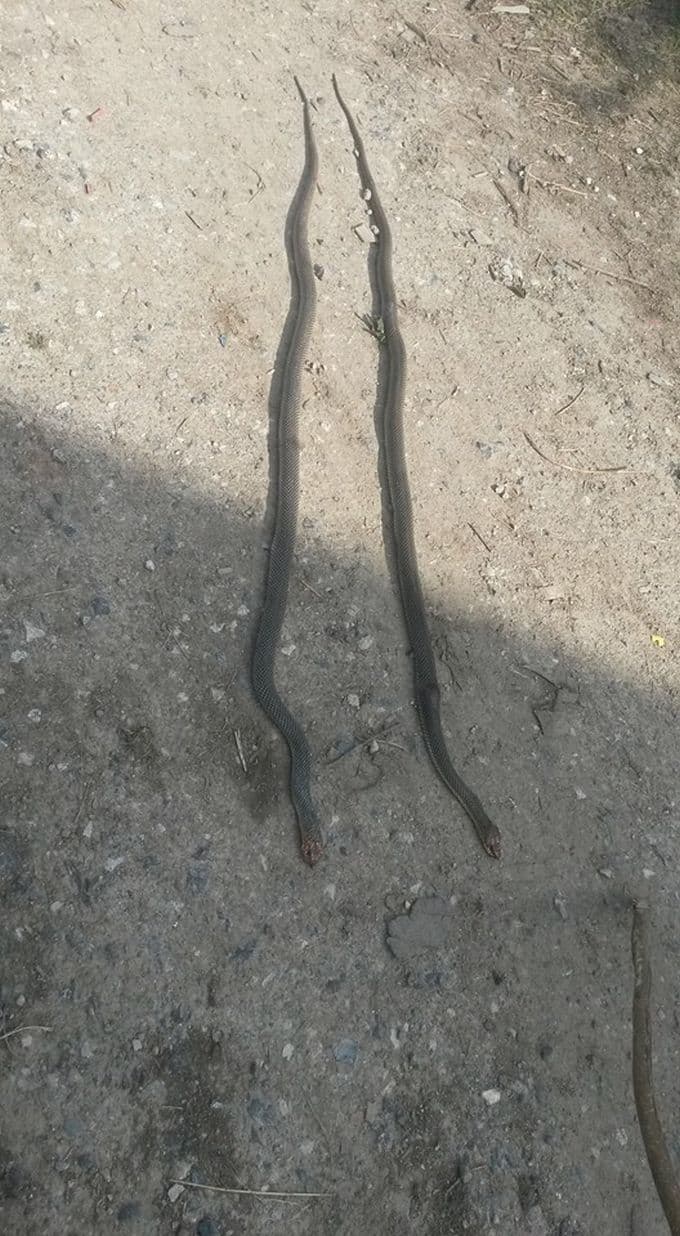 Havalar ısındı, yılanlar uyandı