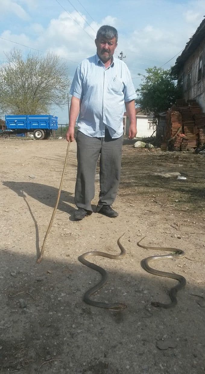 Havalar ısındı, yılanlar uyandı