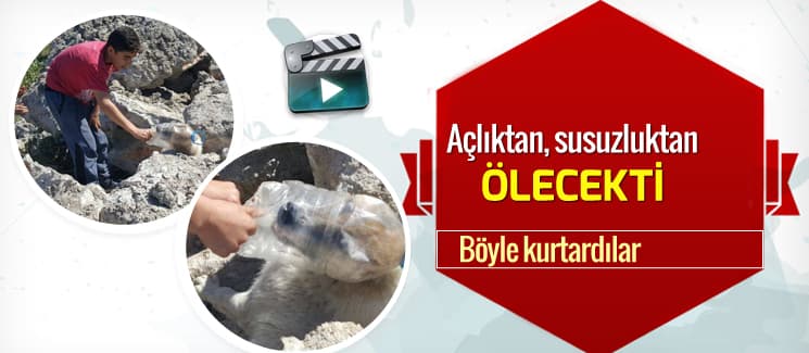 Açlıktan, susuzluktan ölecekti. Böyle kurtarıldı...