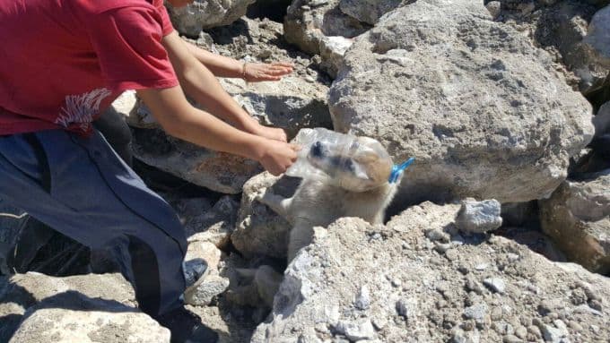 Açlıktan, susuzluktan ölecekti. Böyle kurtarıldı...