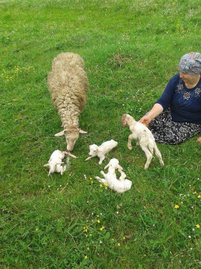 Kaynarca'da bir koyun dördüz yavruladı