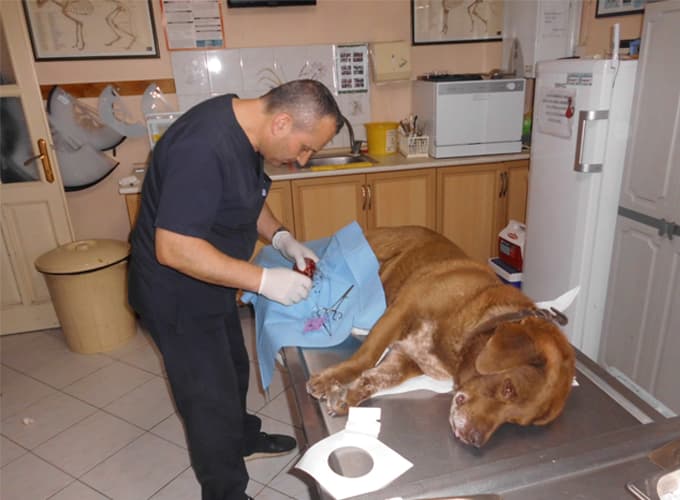 Hayvanlarda Kanser Oranı Yükseliyor