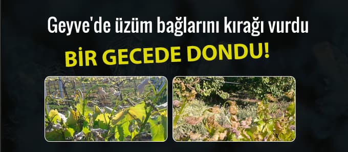 Geyve'de üzüm bağlarını kırağı vurdu