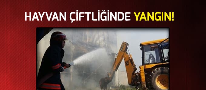 Büyükbaş besi çiftliğinde yangın