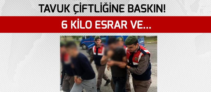 Tavuk çiftliğine baskın!