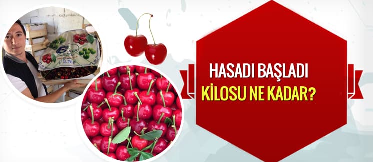Hasadı başladı. Kilosu ne kadar?