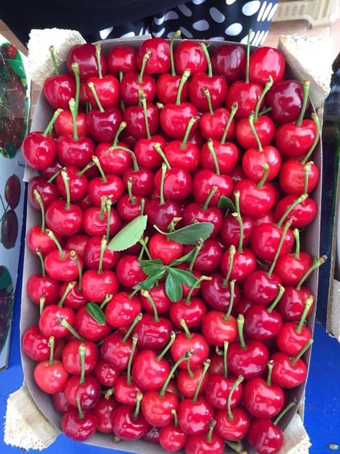 Hasadı başladı. Kilosu ne kadar?