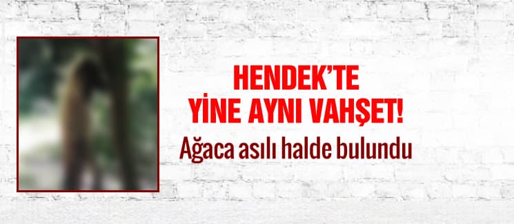 Hendek'te yine aynı vahşet