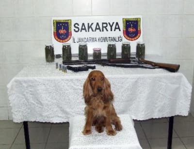 Narkotik Köpeği 'Rakip' Başarıdan Başarıya Koşuyor