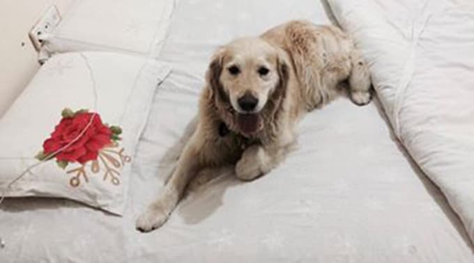 Kayıp köpek Efe aranıyor 