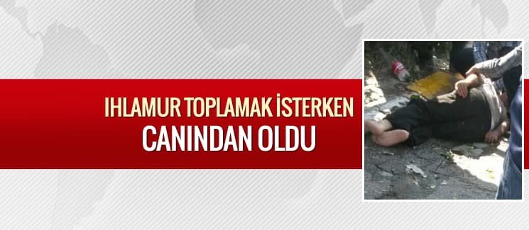 Ihlamur toplamak isterken canından oldu