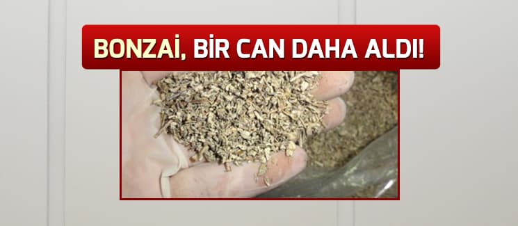 Bonzai, bir can daha aldı