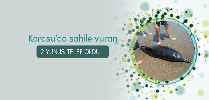 Karasu'da sahile vuran 2 yunus telef oldu