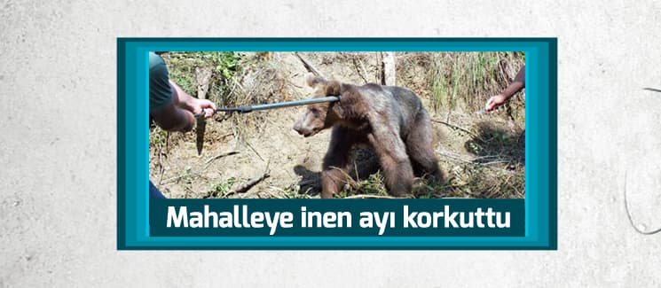 Mahalleye inen ayı korkuttu
