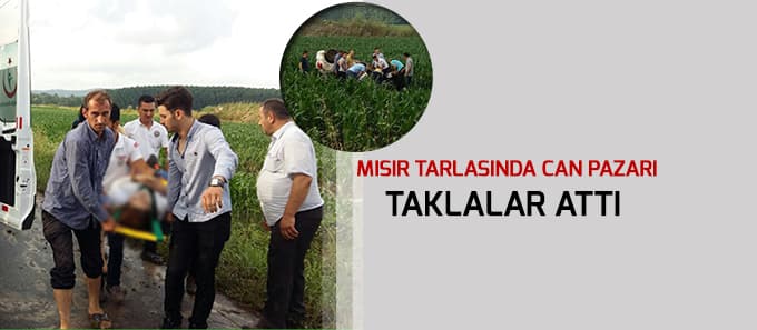 Mısır tarlasında can pazarı