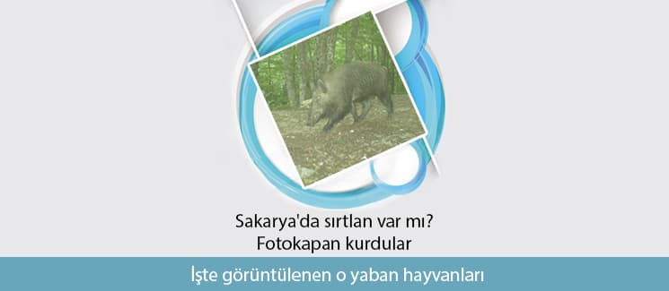 Sakarya' da sırtlan var mı ?