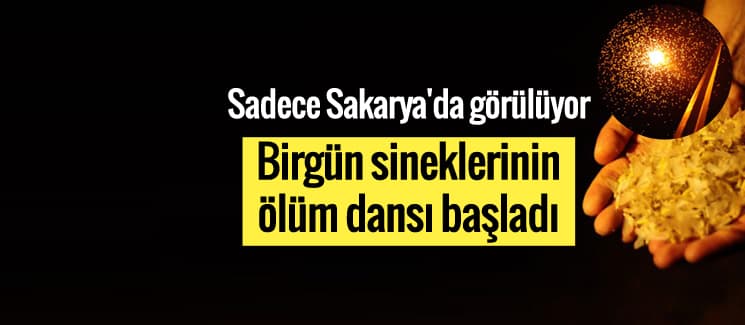 Birgün sineklerinin ölüm dansı başladı