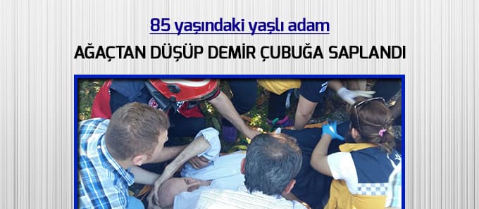 Meyve toplarken ağaçtan düştü