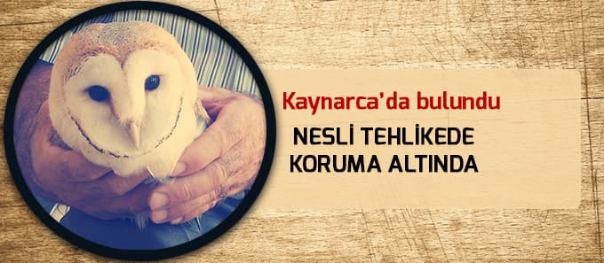 Yaralı baykuş için seferber oldu