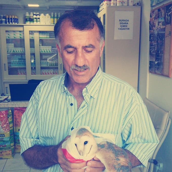 Yaralı baykuş için seferber oldu