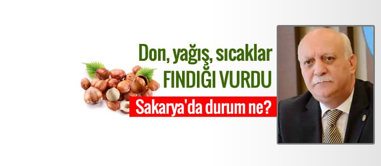 Don, yağış, sıcaklar fındığı vurdu
