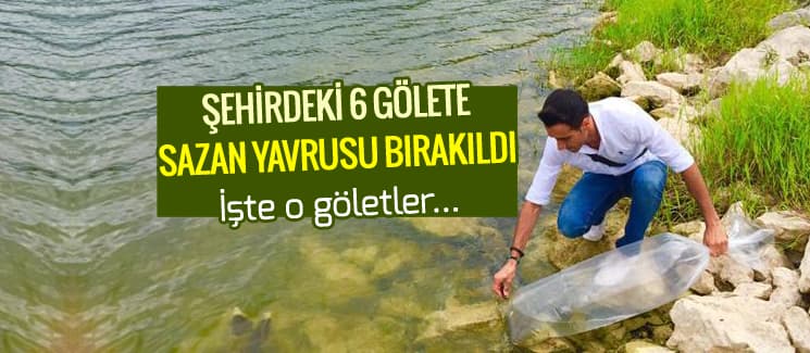 6 gölete sazan balığı yavrusu bırakıldı