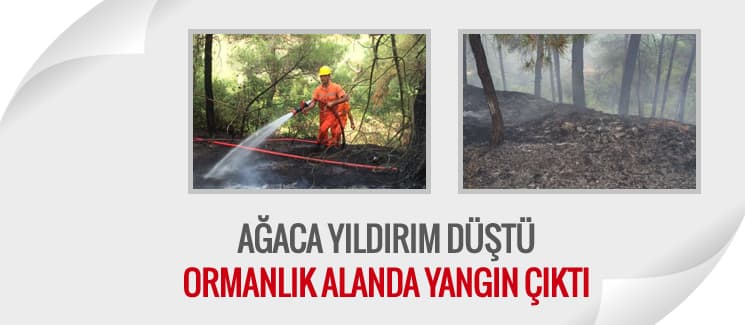 Ağaca yıldırım düştü, ormanlık alanda yangın çıktı
