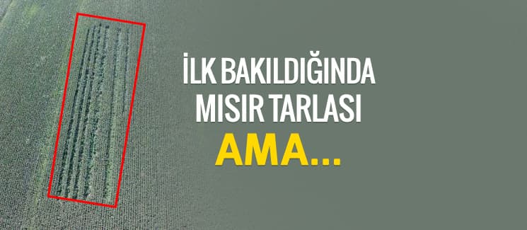 İlk bakıldığında mısır tarlası ama...