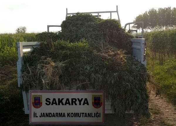 İlk bakıldığında mısır tarlası ama...