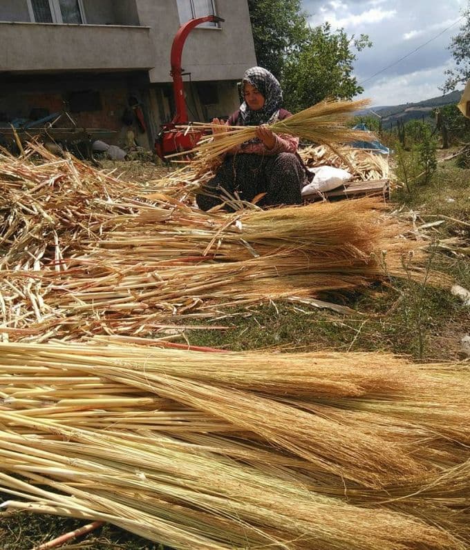 Kaynarca'da çiftçiler hasada başladı