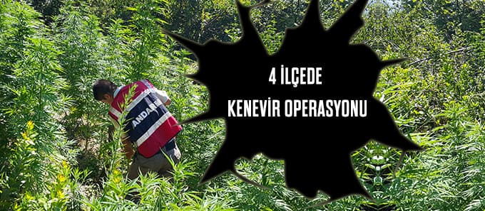 Jandarma'dan kenevir operasyonu