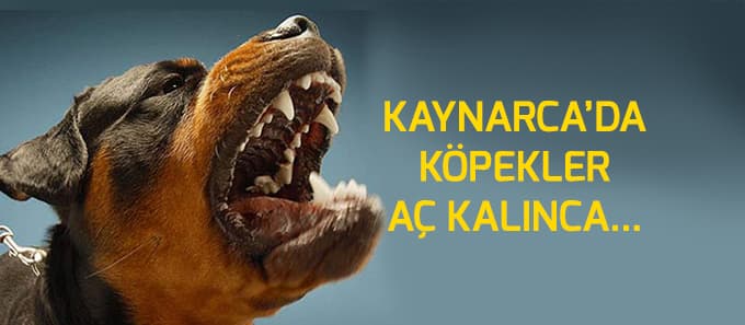 Köpekler aç kalınca...
