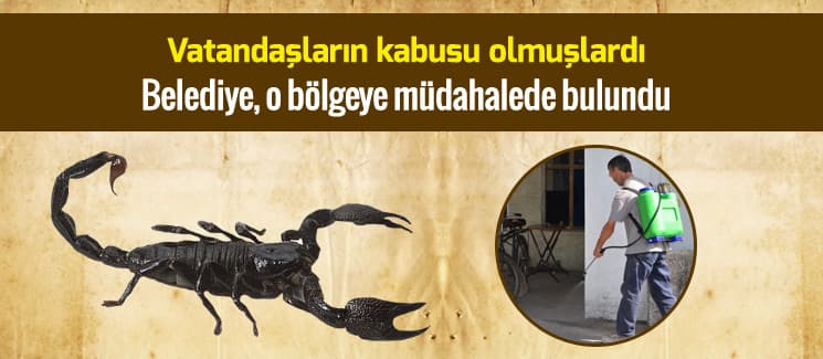 Belediyeden akreplere karşı önlem