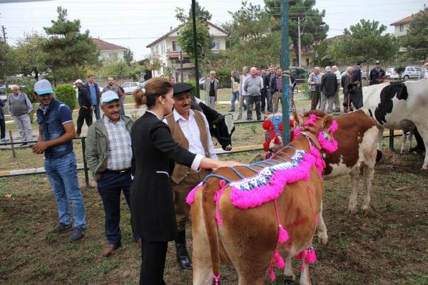 Söğütlü'deki festivale, ineklerini süsleyip getirdi