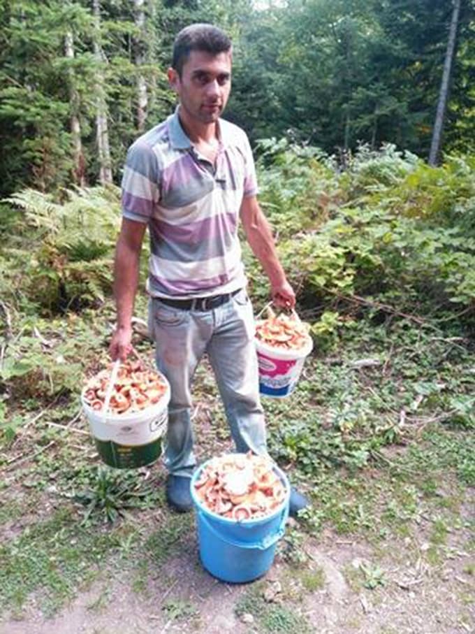 Mantar satarak ailesine katkı sağlıyor