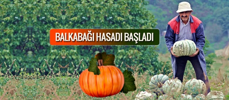 Balkabağı hasadı başladı