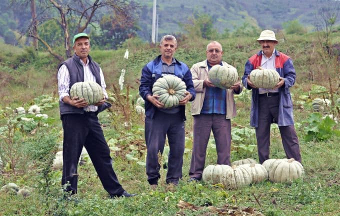 Balkabağı hasadı başladı