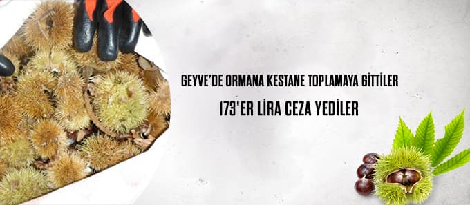 Ormandan kestane toplayan 2 kişiye 173'er lira para cezası