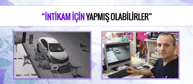 Yıldız, "Köpekler, intikam için yapmış olabilir"