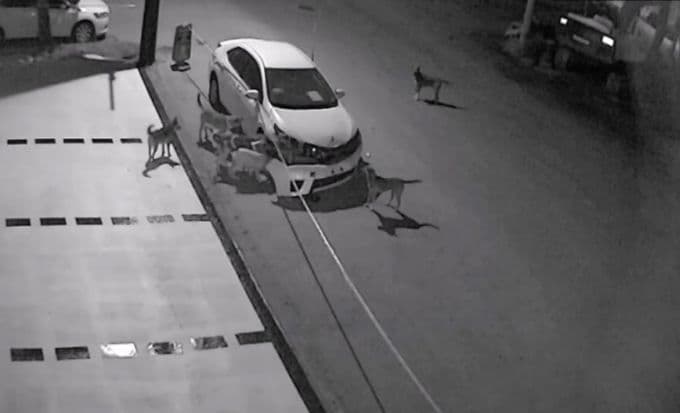 Yıldız, "Köpekler, intikam için yapmış olabilir"