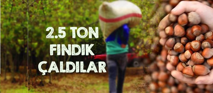 İki buçuk ton fındık çaldılar