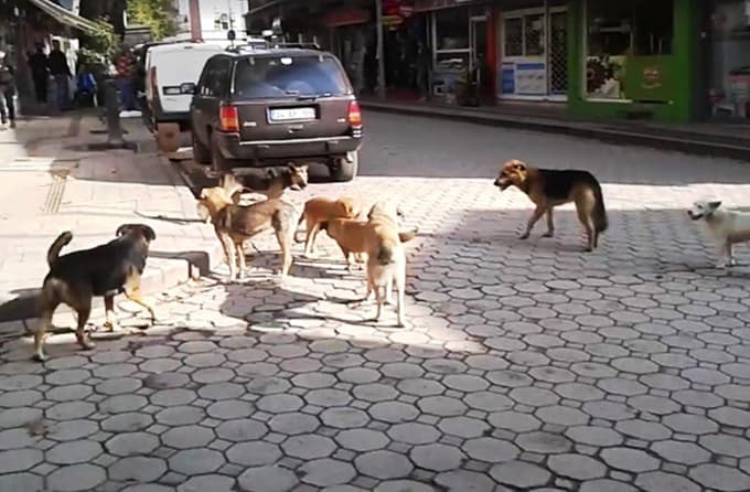 Sokak köpekleri korku salıyor